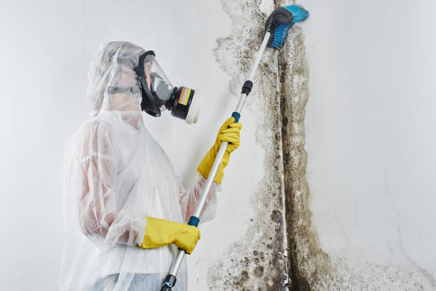 Best Residential Mold Remediation in Garden City South, NY