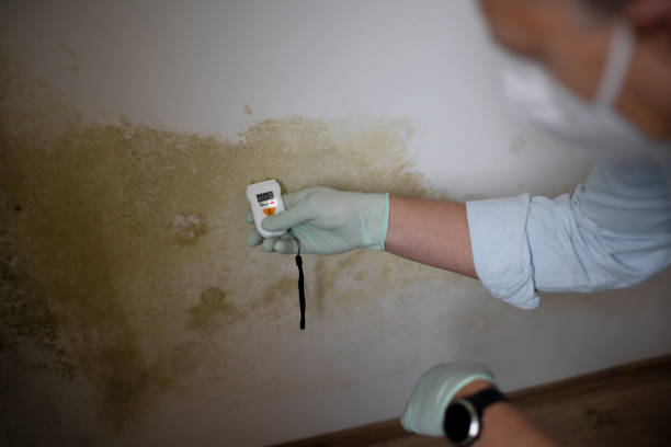Best Insurance-Related Mold Remediation in Garden City South, NY