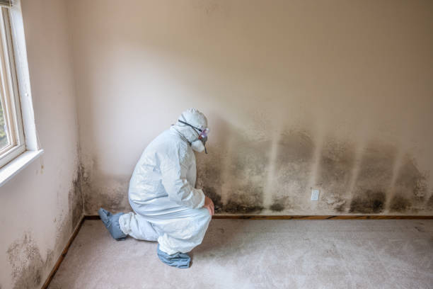 Best Mold Testing and Inspection Services in Garden City South, NY