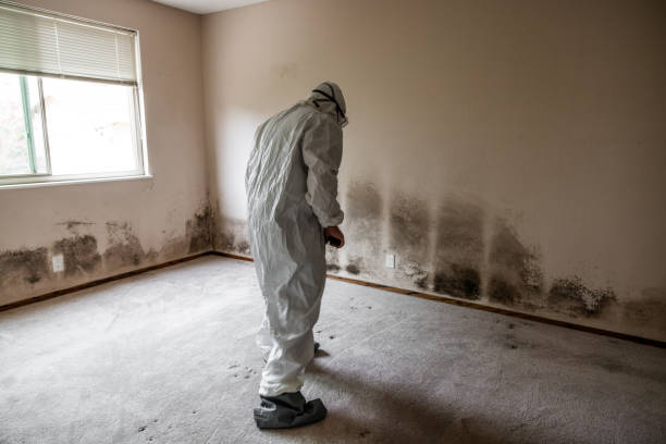 Best Basement Mold Remediation in Garden City South, NY